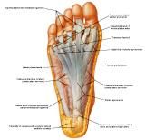 Anatomie: heup,bovenbeen,knie,onderbeen,enkel,voet,acetabulum,collum femoris,trachanter,femur,epicondyl,meniscus,kruisband,cruciate ligament,patella,knieschijf,tibia,fibula,malleolus,talus,calcaneus,tarsus,metatarsus,phalanx,falanx,quadriceps femoris,rectus femoris,sartorius,tensor fasciae latae,tractus iliotibialis,biceps femoris,gastrocnemius,semimembranosus,semitendinosus,soleus,suralis,vena saphena parva,vena saphena magna,sciatic,ischiadicus,peronea